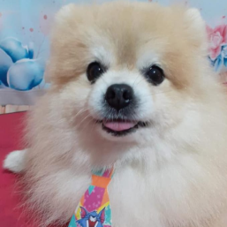 Cristiane Mara nogossek dos Santos